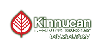 Kinnucan Logo